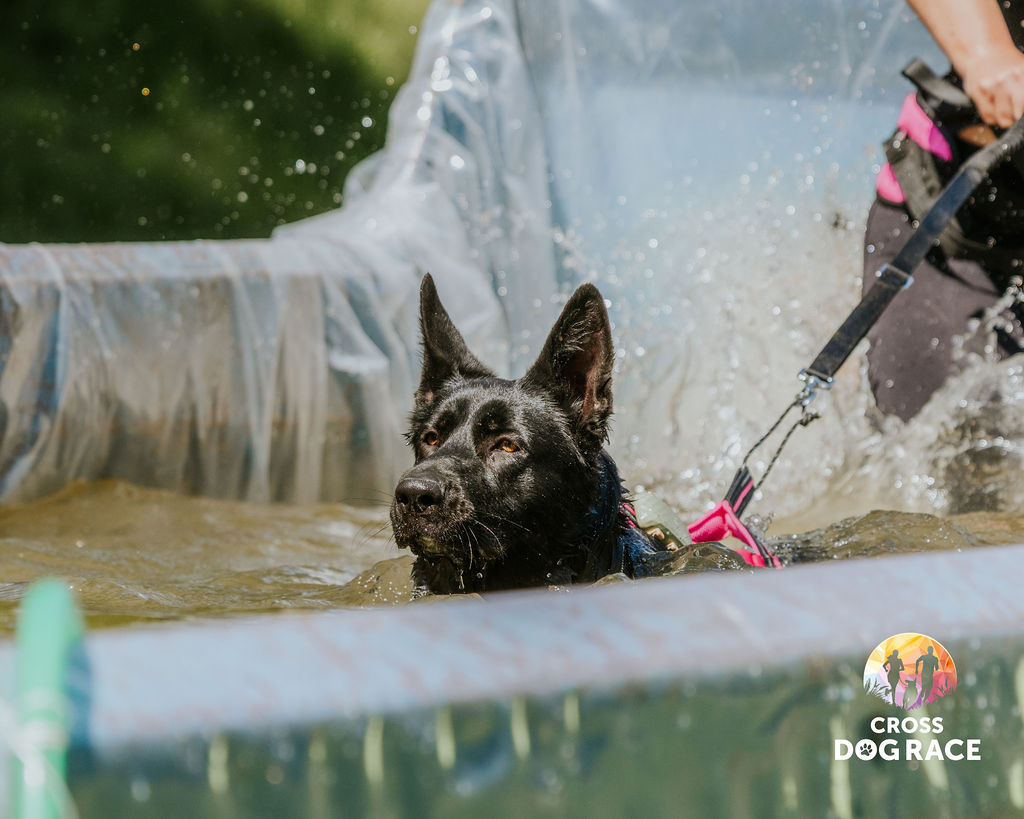 Cross Dog Race 2026 - Highlights